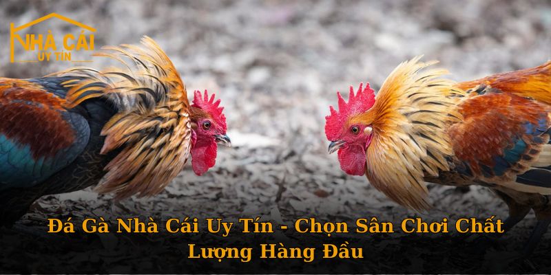 Đá Gà Nhà Cái Uy Tín - Chọn Sân Chơi Chất Lượng Hàng Đầu