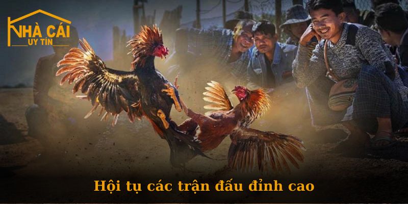 Đá Gà Nhà Cái Uy Tín - Lý do bạn nên chọn