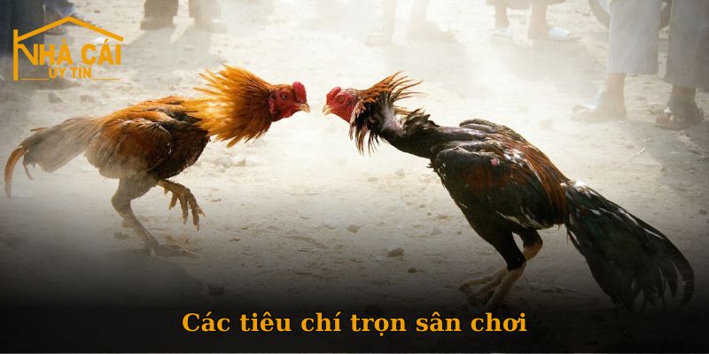 Top địa chỉ đứng đầu đá gà Nhà Cái Uy Tín