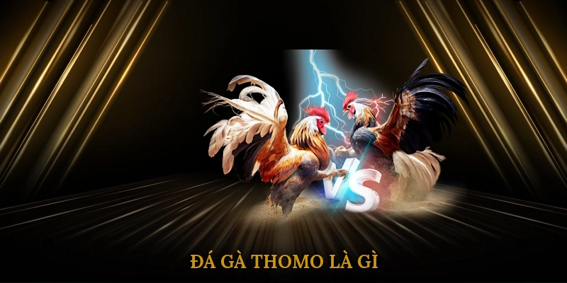 Đá Gà Thomo Là Gì? Tổng Quan Trường Gà Nổi Tiếng Campuchia