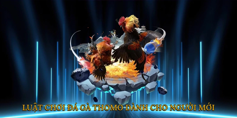 Luật Chơi Đá Gà Thomo Dành Cho Người Mới